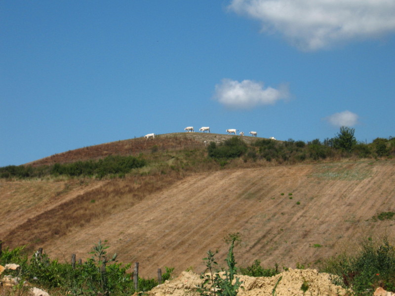 Barbialla