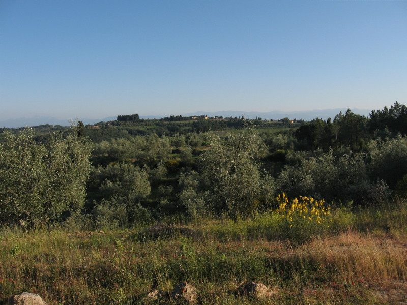 Collebrunacchi