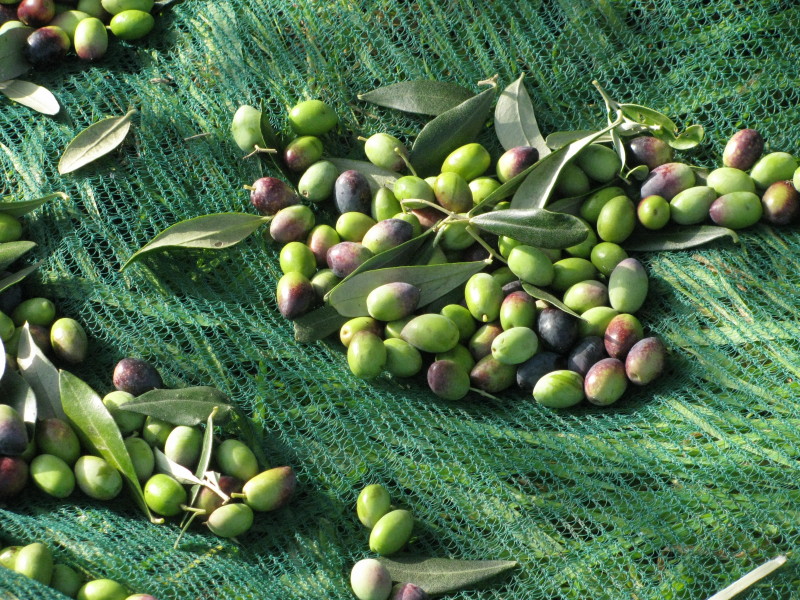 olive nella rete