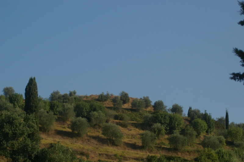 Uliveto