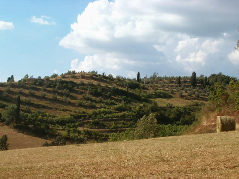 Campo e uliveto