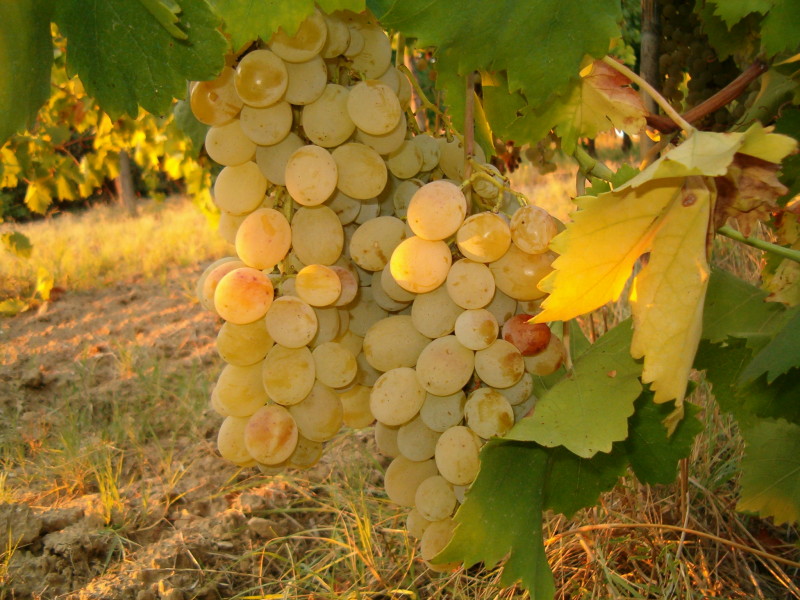 Uva da tavola