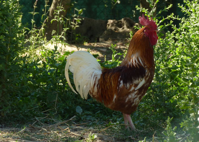 gallo
