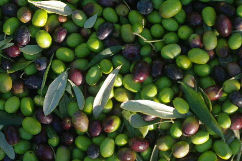 Olive