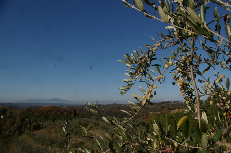 Ulive con paesaggio