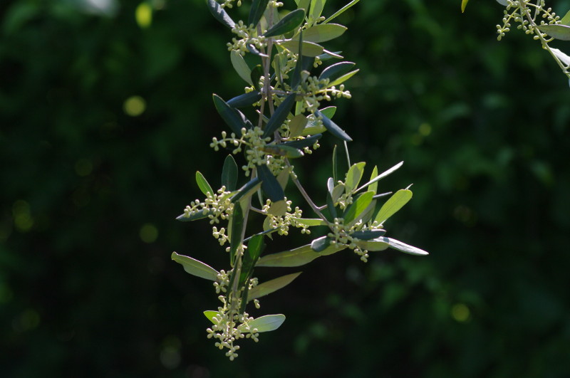 Ulivi in fiore