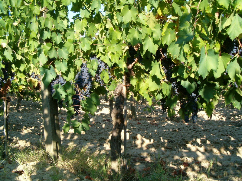 Uva san Giovese